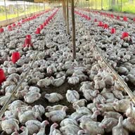 Poultry Farmlife